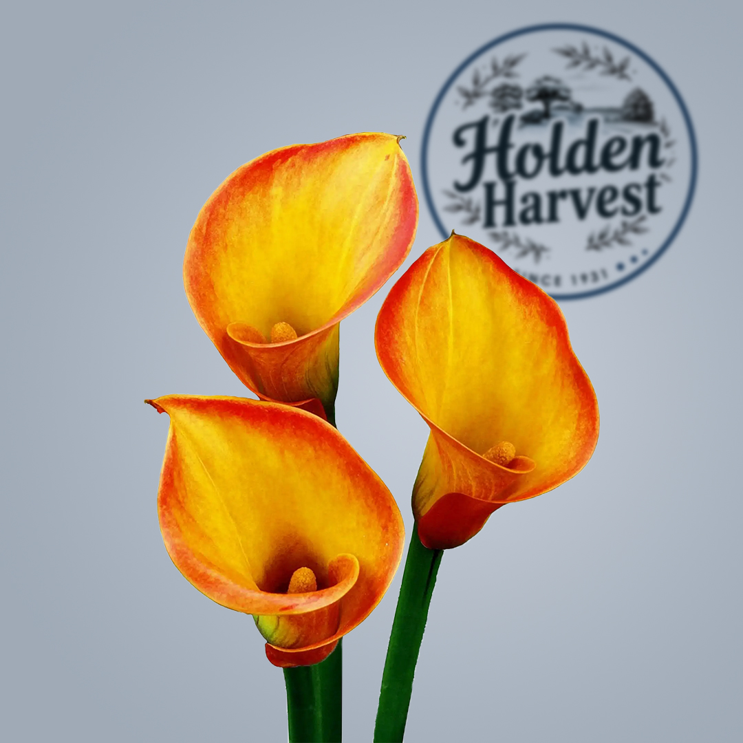Anthurium orange